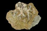 Fossil Crinoid (Cyathocrinites) - Crawfordsville, Indiana #149010-1